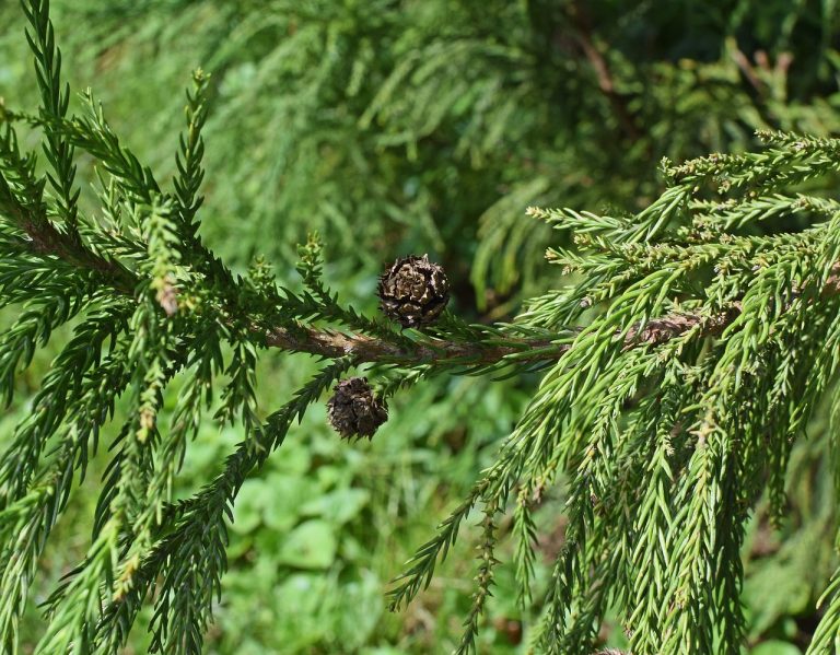 distanta plantare leylandii