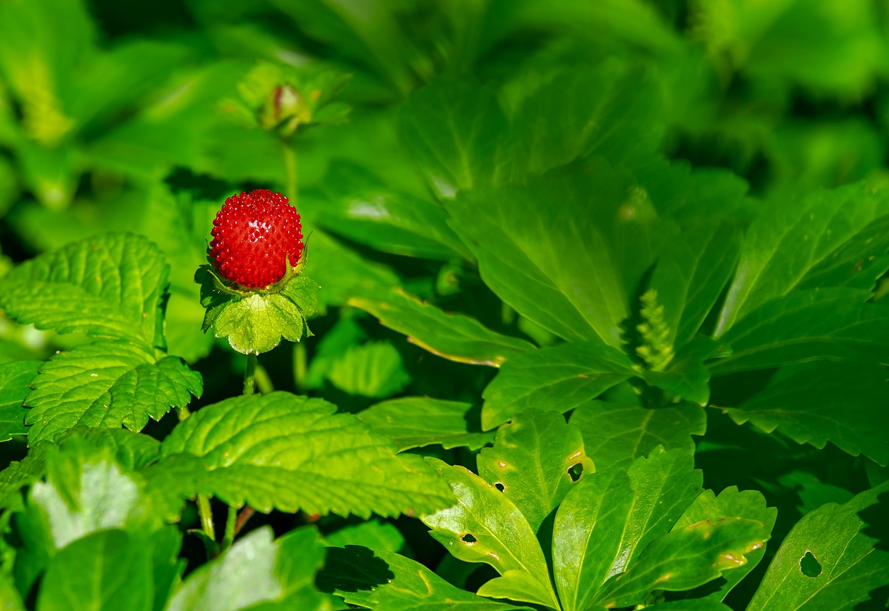 Plantare capsuni pe verticala	– ghid pas cu pas
