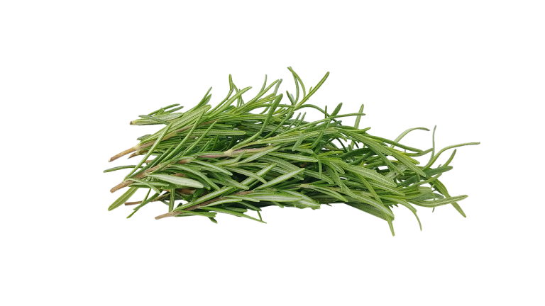 plantare rozmarin in ghiveci