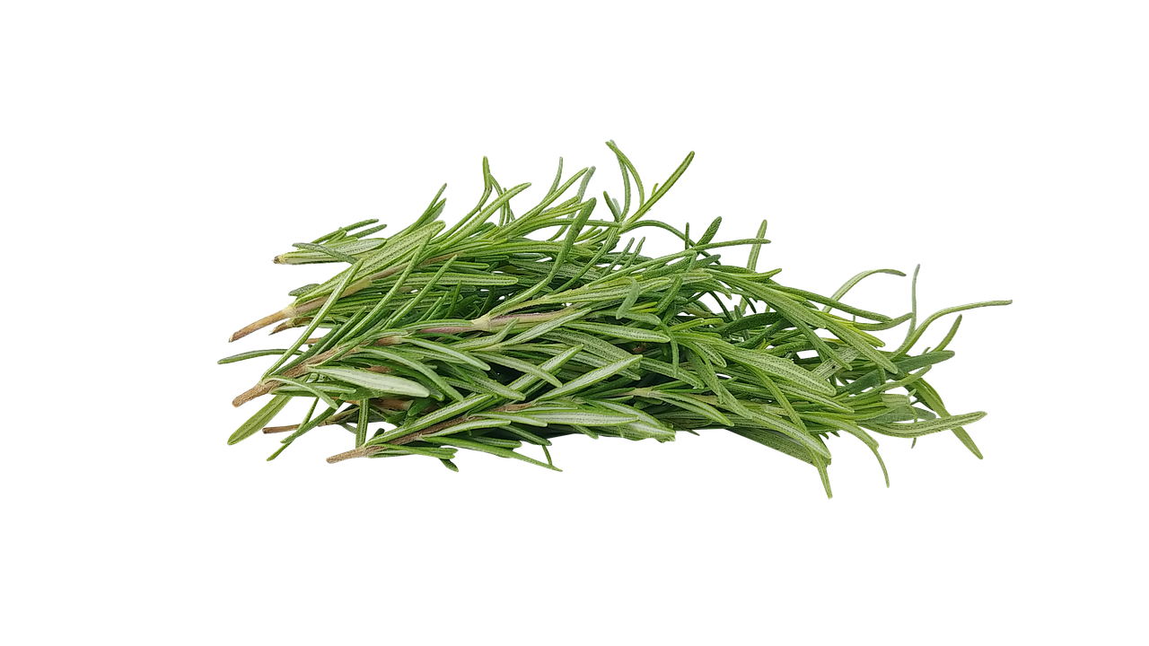 Plantare rozmarin in ghiveci – recomandari