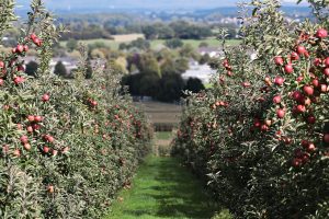 perioada plantare pomi toamna