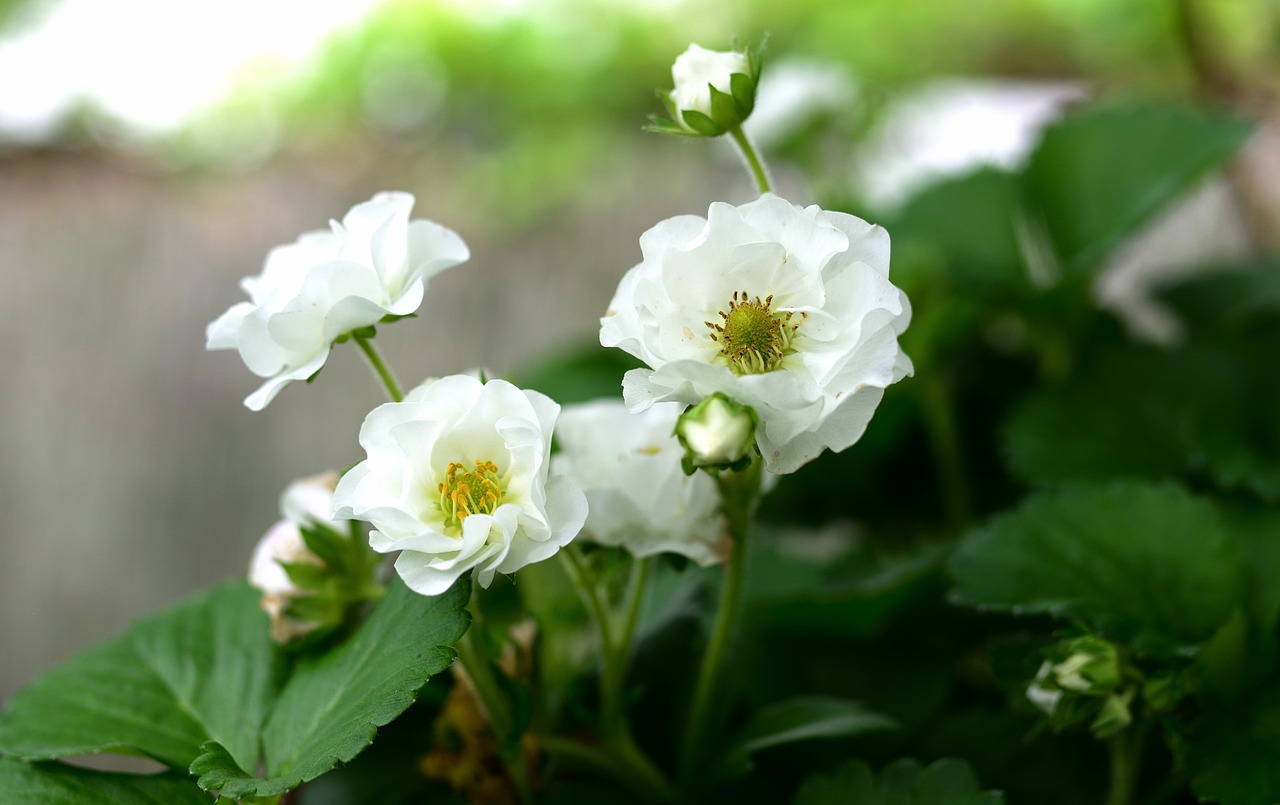 5 pasi esentiali pentru plantare stoloni capsuni
