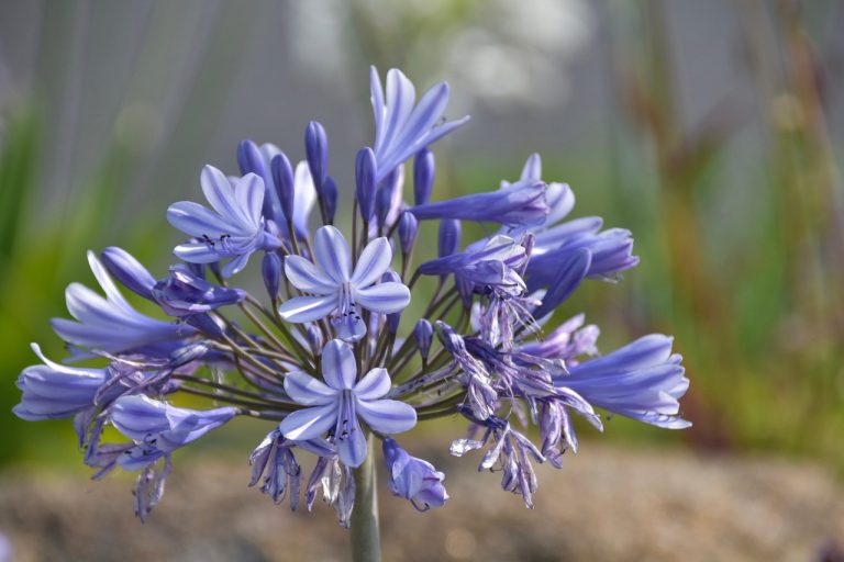 tuberoze plantare si ingrijire
