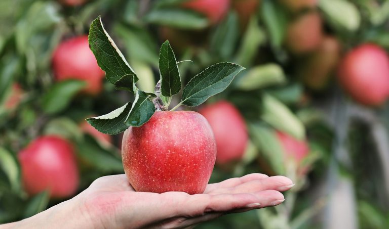pamant pentru plantare pomi