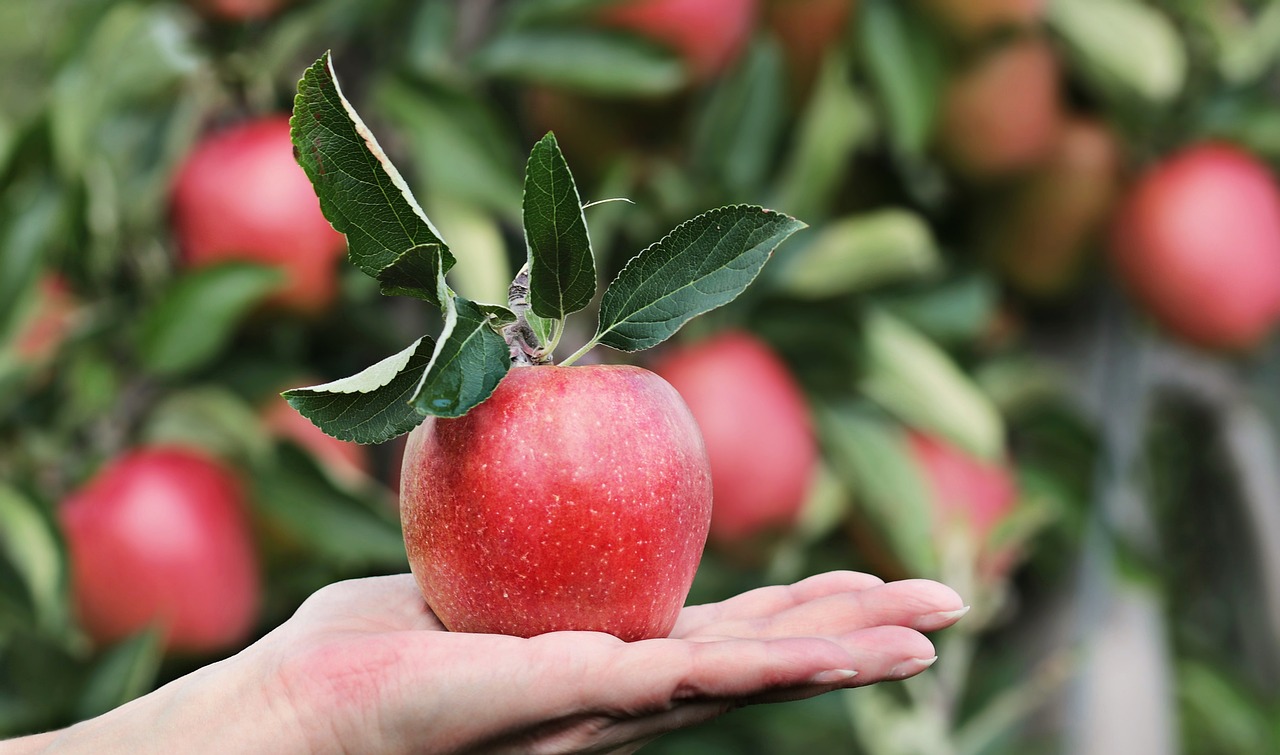 Cum alegi cel mai bun pamant pentru plantare pomi