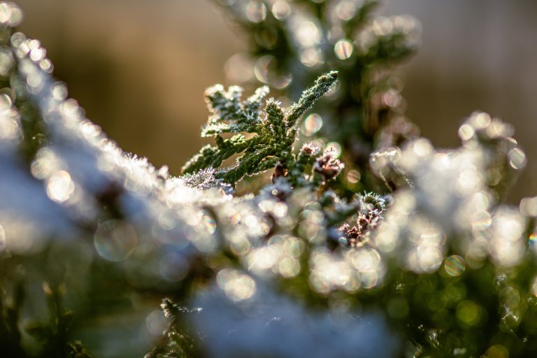 plantare tuia smaragd