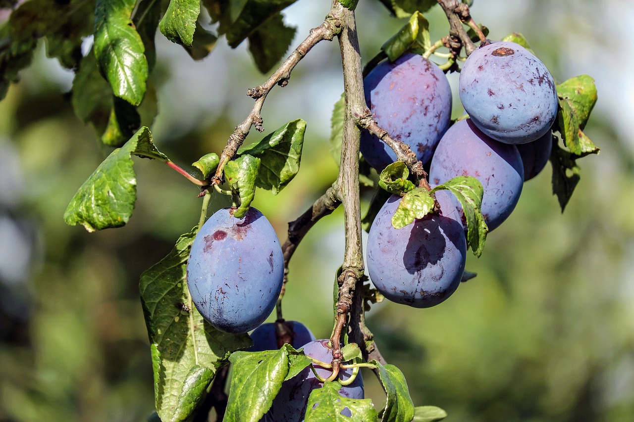 Care sunt cele mai bune distante de plantare pomi fructiferi