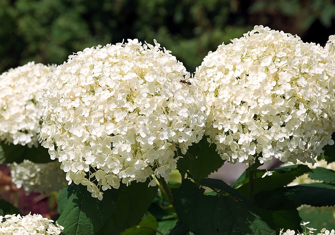 Plantare hortensie primavara	– ghid