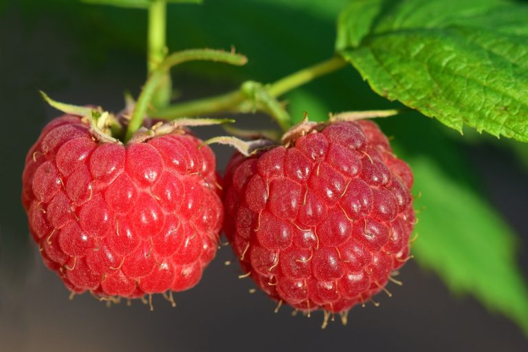 distanta plantare zmeur