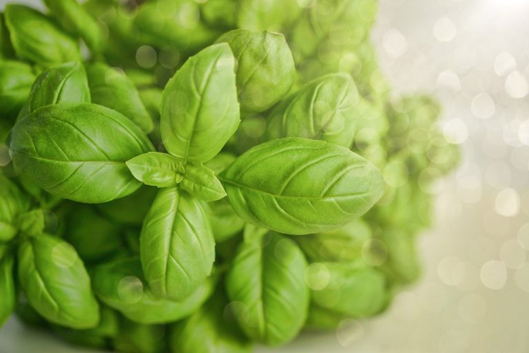 plantare busuioc in gradina