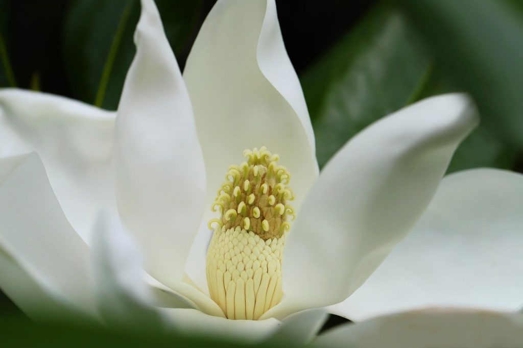plantare magnolie primavara