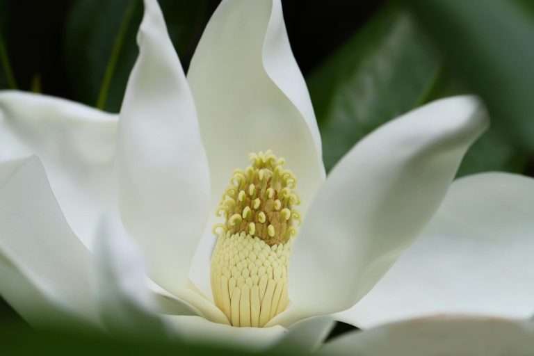 plantare magnolie primavara