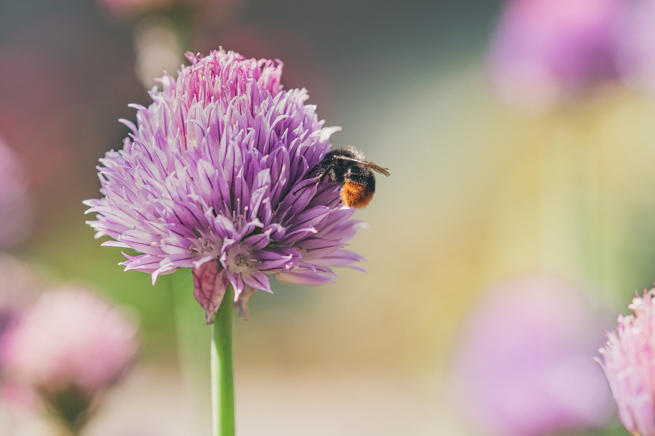 5 sfaturi pentru tratarea arpagicului inainte de plantare