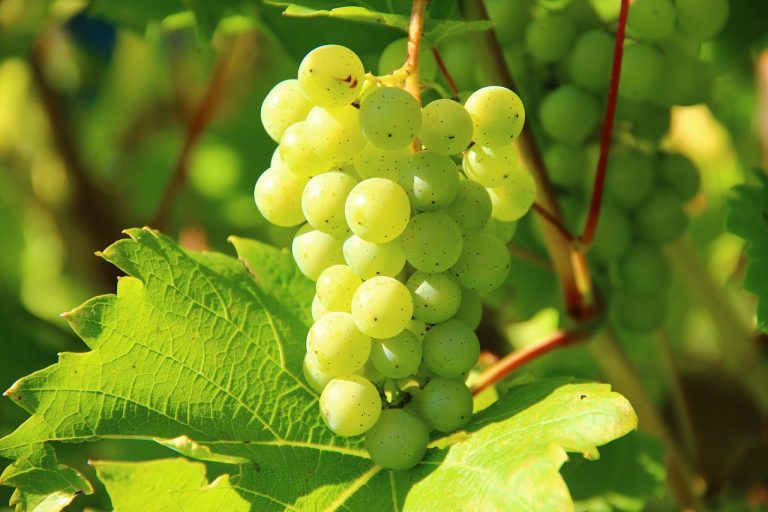 plantare vita de vie primavara