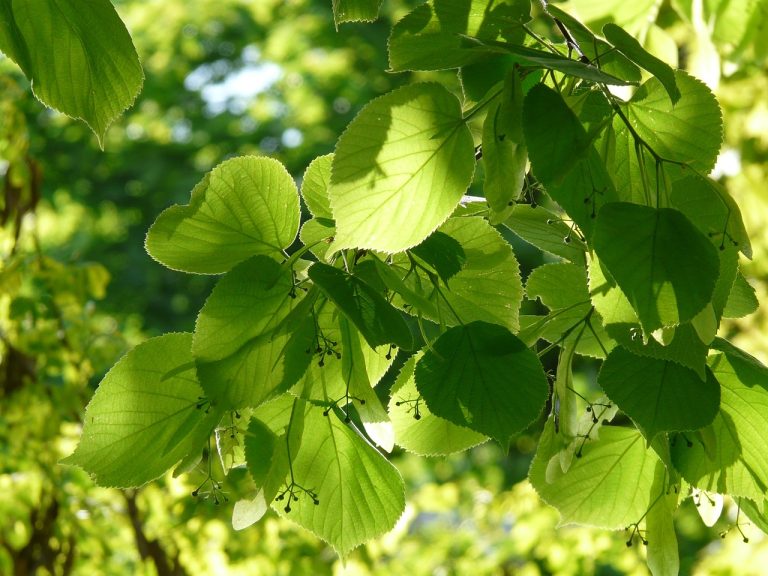 cand infloreste teiul dupa plantare