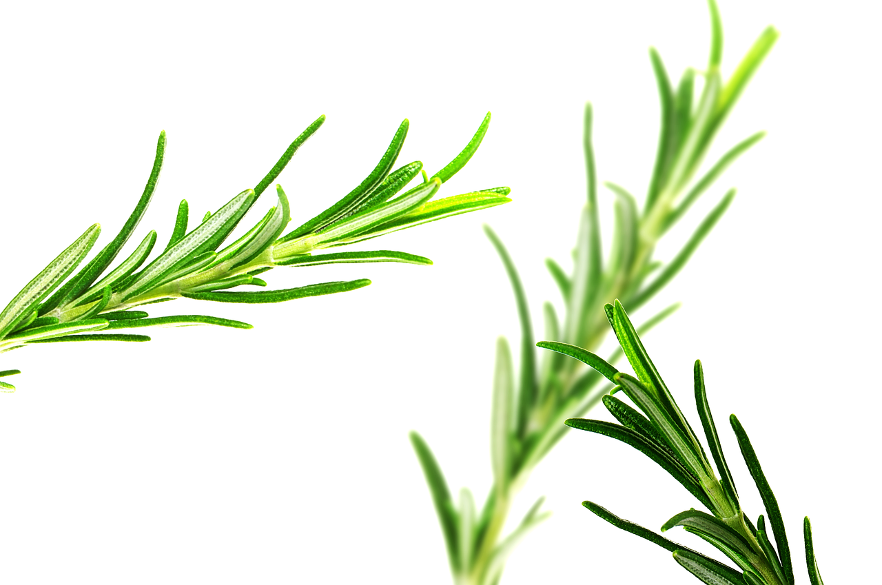 seminte de rozmarin plantare