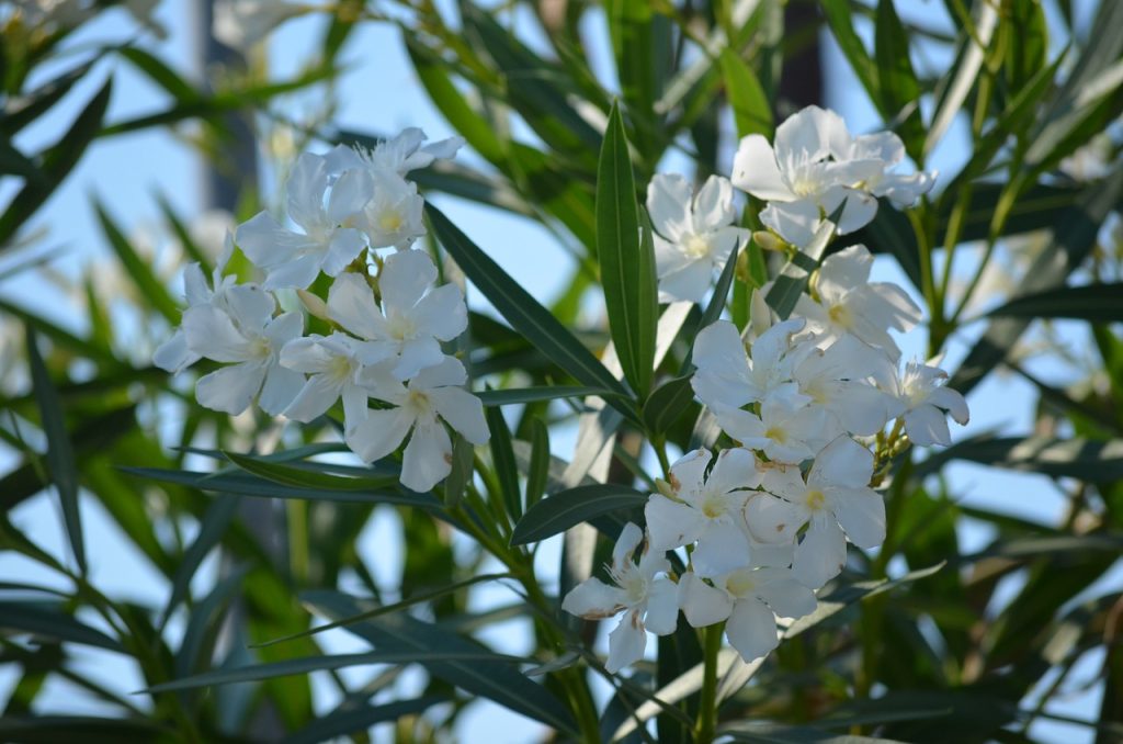 plantare leandru in gradina