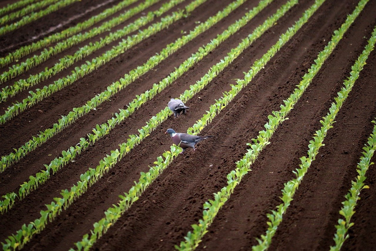 Cu ce se stropesc rasadurile dupa plantare?