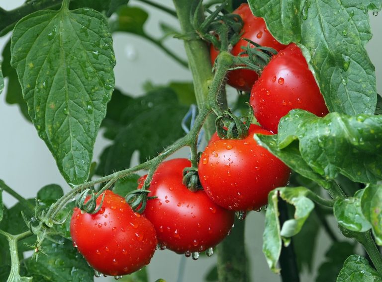 metoda ruseasca de plantare a rosiilor