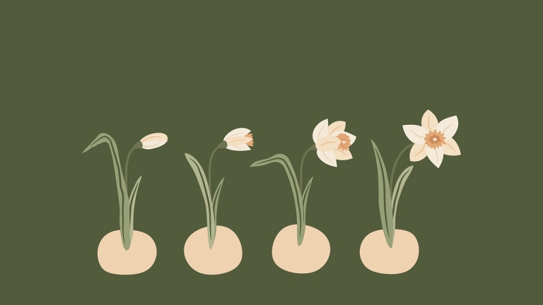 plantare bulbi narcise