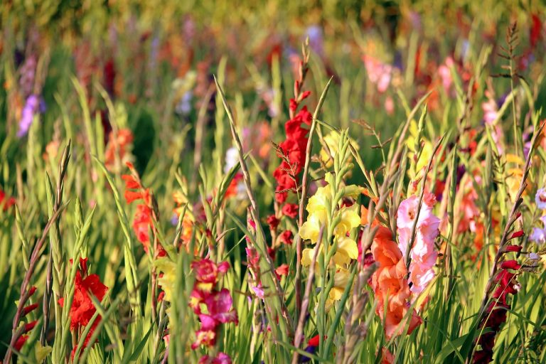 plantare bulbi gladiole