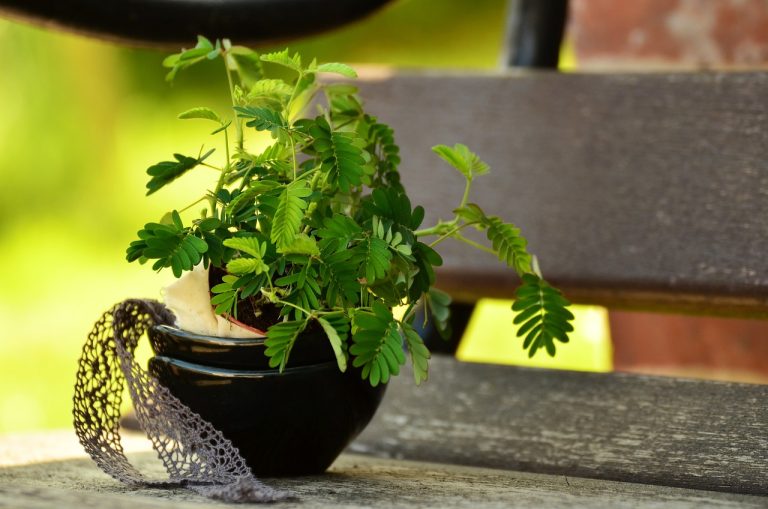 mimoza copac plantare