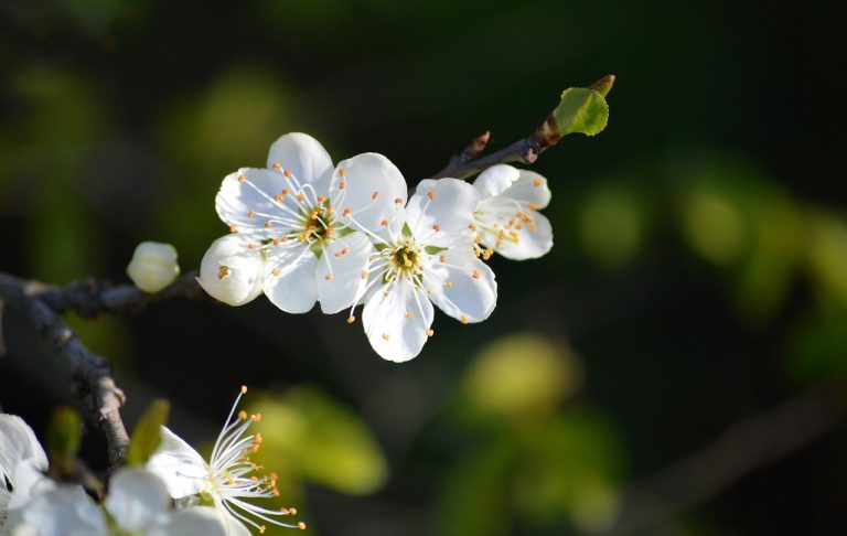 distanta plantare pomi columnari