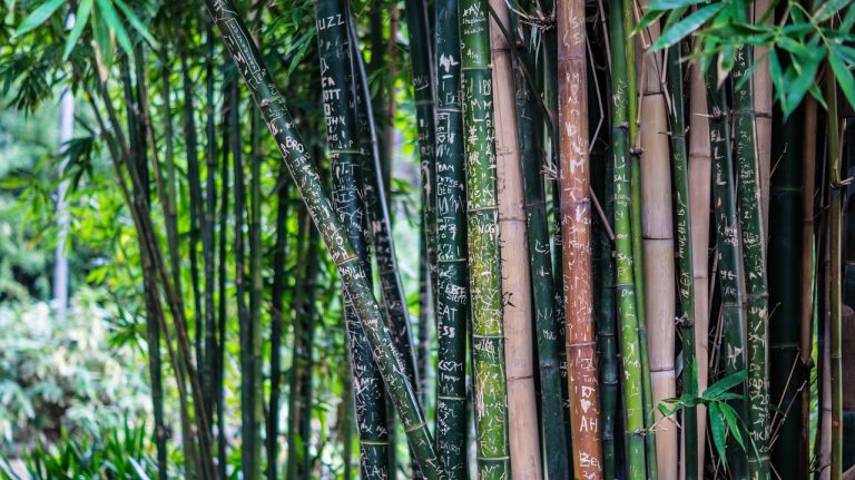 plantare bambus in ghiveci