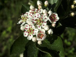 aronia plantare si intretinere