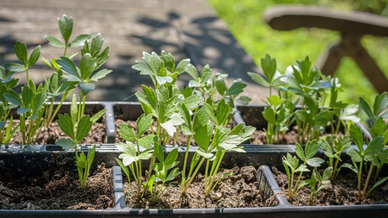 superstitii despre plantarea leusteanului