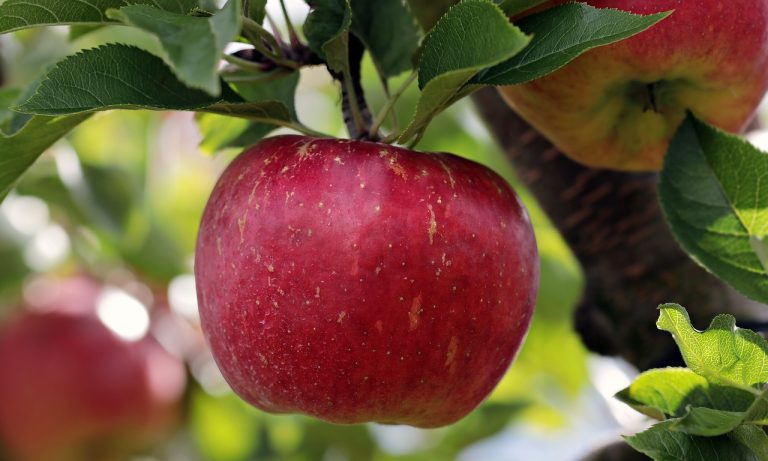plantare pomi fructiferi primavara