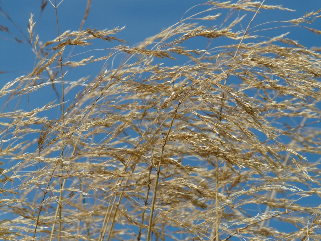 cat se tine compresa cu rivanol