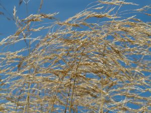 cat se tine compresa cu rivanol