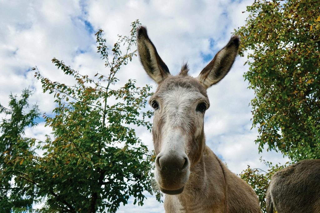 cat costa un litru de lapte de magarita