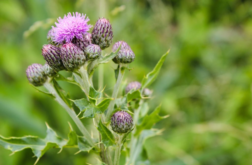 cat timp da lapte o magarita