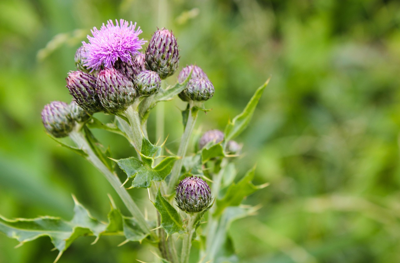 cat timp da lapte o magarita