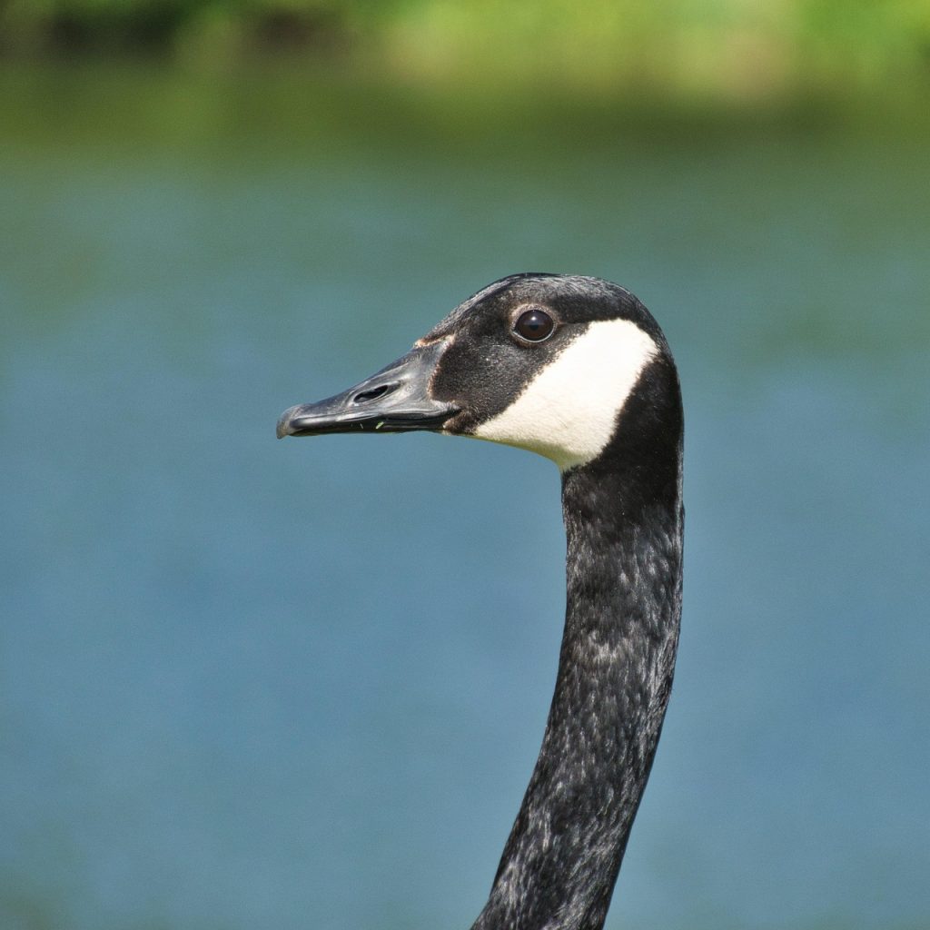 cate oua face o gasca