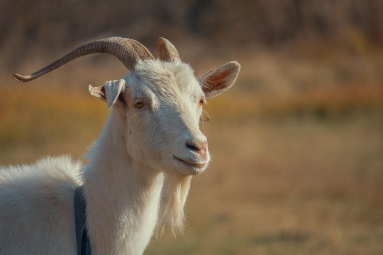 ce mananca caprele
