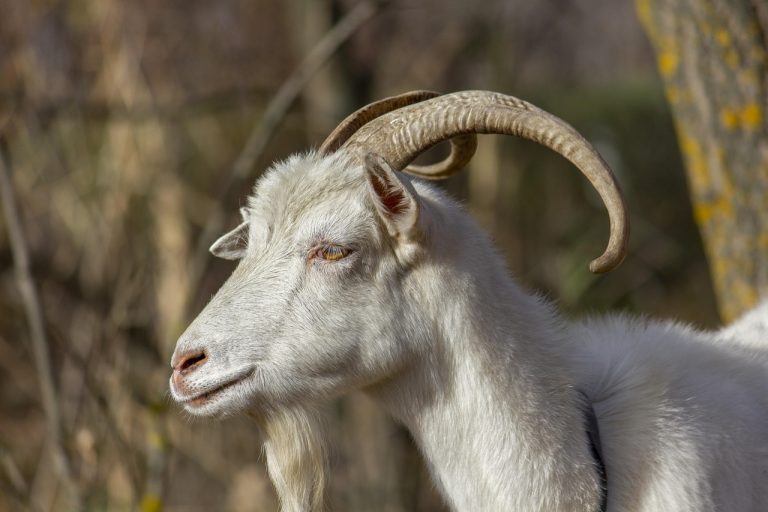 cate capre ai voie sa cresti in gospodarie