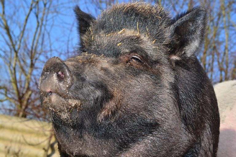 cate kg pune un porc pe luna