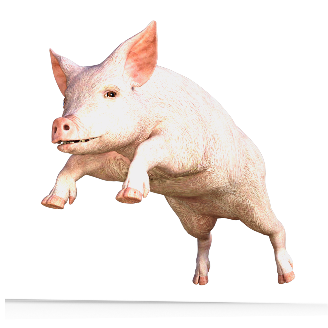 Unde gasesc untura de porc?