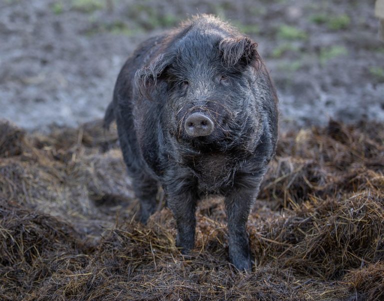 cum se transeaza un porc