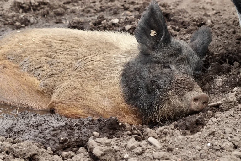 cu ce se scoate mirosul din carne de vier