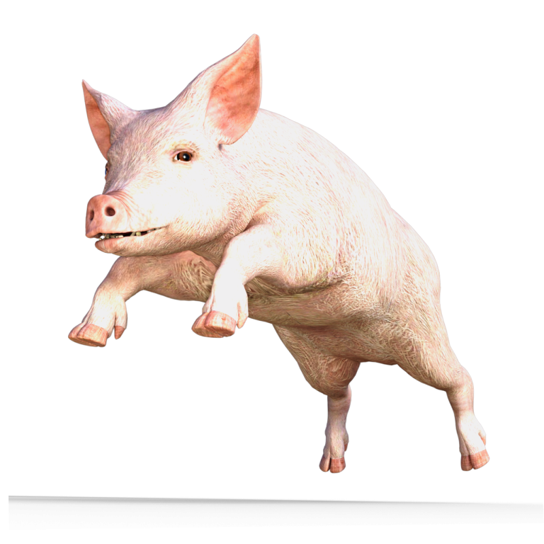 in cat timp creste un porc la 100 kg