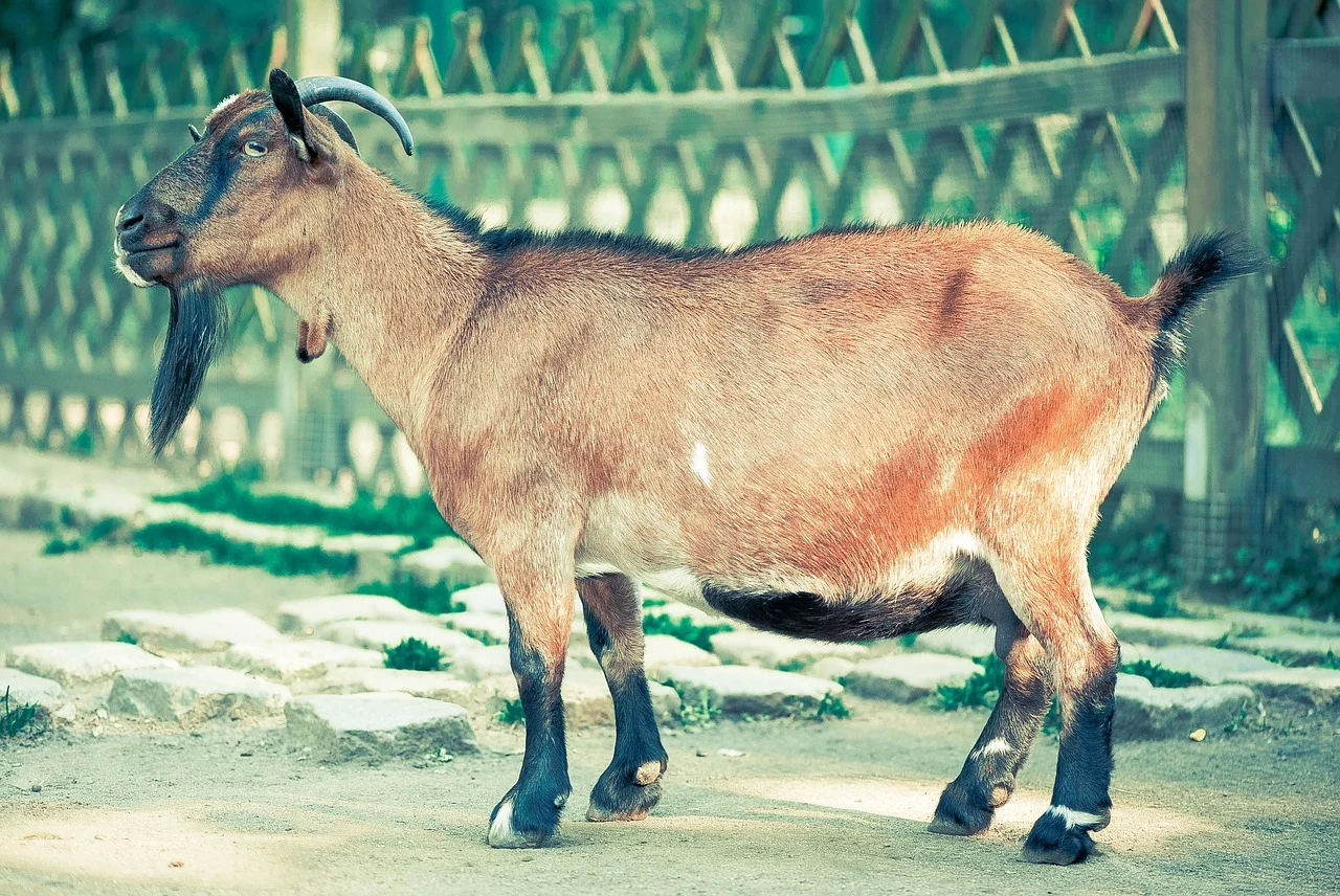 cat tine gestatia la caprele alpine