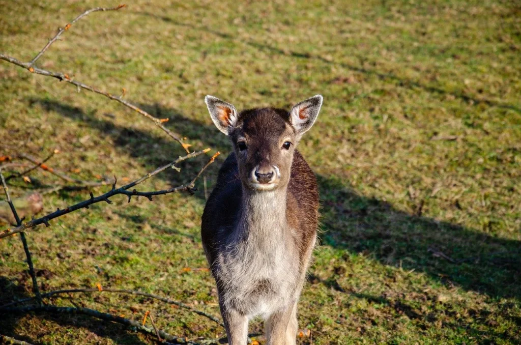 nicole kidman tanara