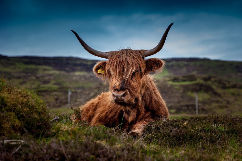 cate kg are o vaca