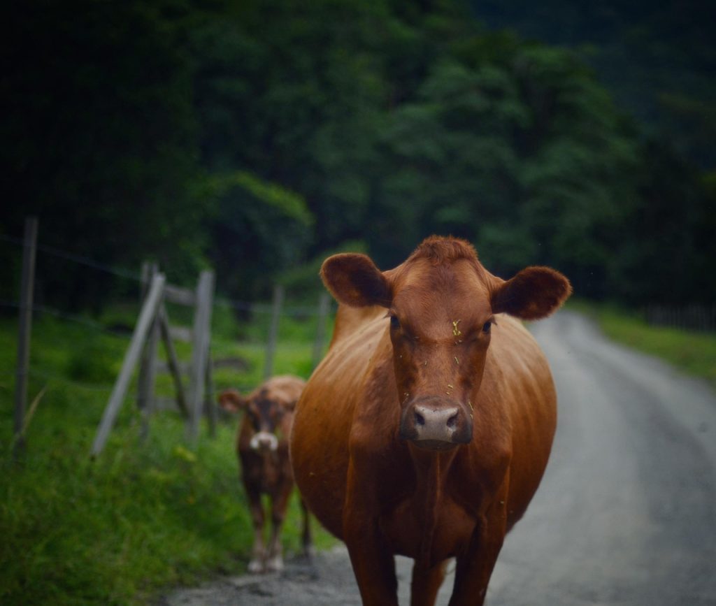 cat dureaza gestatia la vaca