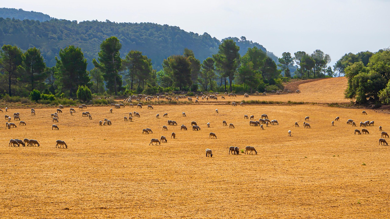 boli infectioase la bovine